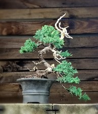 SHOHIN BONSAI di Ginepro giapponese, Kishu Juniperus WACHOLDER  Japanese Juniper