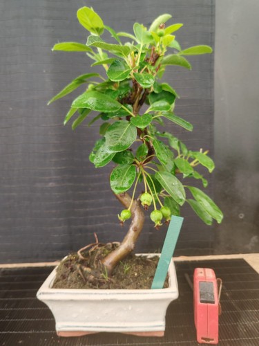 Bonsai melo h - bonsai, 36