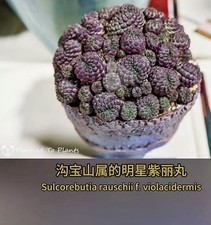Multitesta sulcorebutia - multitesta,
