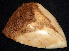 Dente squalo megalodon - dente,