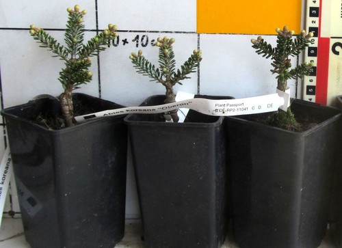 Abies koreana oberon rara - oberon,