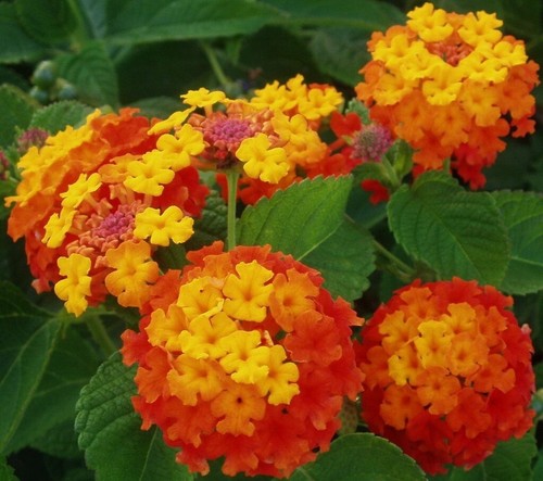 Semi lantana camara - lantana, |