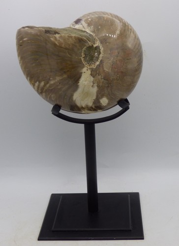 Very large polished nautilus - large,