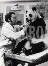 Foto Vintage Animali Regno Unito panda Chi Chi imbalsamato 1972 stampa 18x13 cm