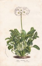 Primula Himalaya Fiori