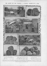 Stampa antica 1908 - PIGS