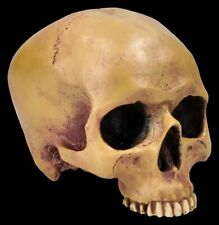 Teschio umano senza mandibola - teschio figura teschio decorazione Mayer