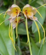 Masdevallia Species tridens White Gold NEW pianta da fiore orchidee Dracula