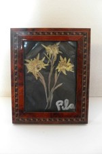 Stella alpina essiccata