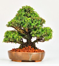 Bonsai di Abete falciforme