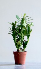 Euphorbia Trigona  (Euphorbia Cactus)  ·  Piante grasse e succulente