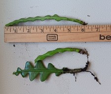 ZIGZAG CACTUS x 3 talee