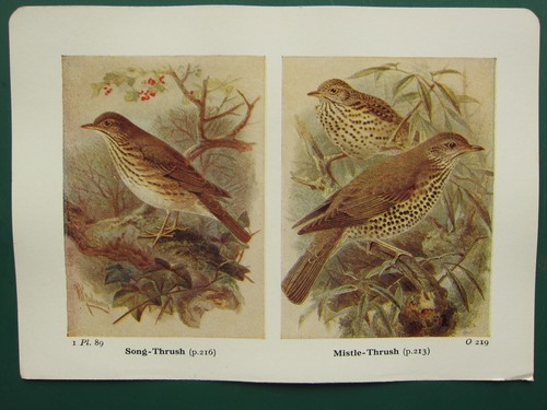 Stampa vintage uccelli - vintage, di