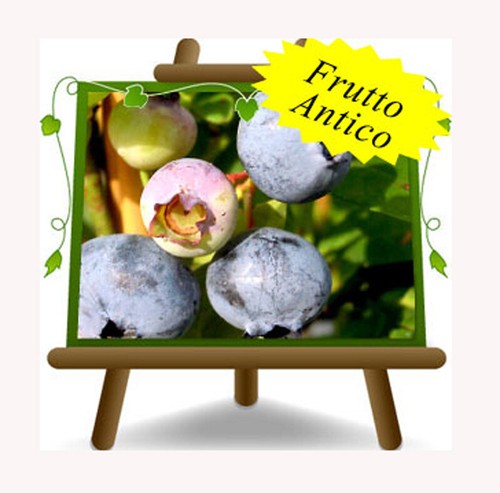 Mirtilli nero gigante - mirtilli,