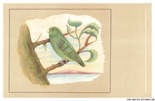 CAR-ADRP19-1054-UCCELLO - Forpus Passerinus