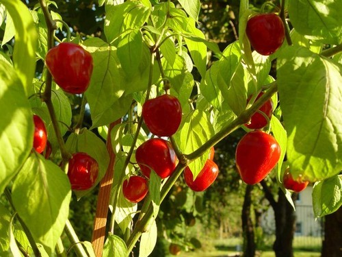 Peperoncino rocoto manzano - rocoto,