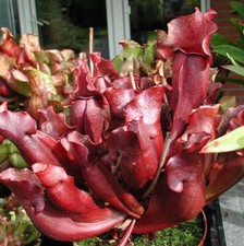 20 semi Sarracenia purpurea