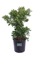 Pianta di Callistemon Citrinus Splendens cespuglio vero ornamentale da esterno