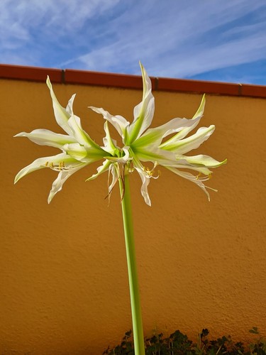 Hippeastrum ap6 white nile - hippeastrum,