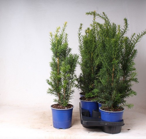 Tasso taxus media - tasso,