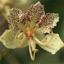 Bauhinia semla albero delle - -,