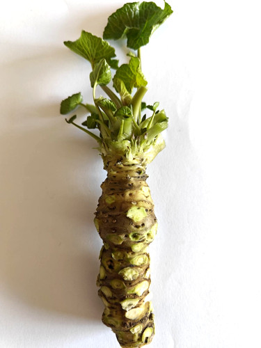 Wasabi rizoma fresco vera - wasabi,