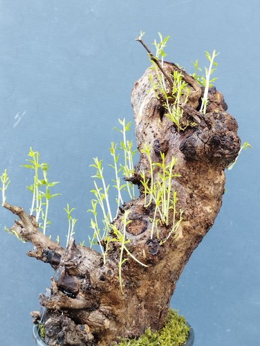 Pre bonsai melograno - di,