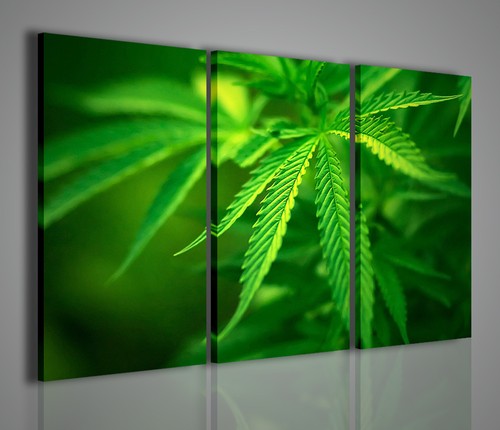 Quadro moderno cannabis - quadro,