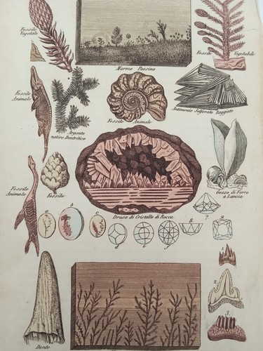 Incisione antica fossili - incisione,