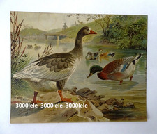 ANTICA OLEOGRAFIA ANATRE AL