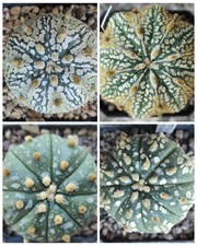 230 semi di Astrophytum MIX