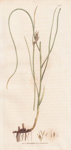 Carex divisa segge erbe grass - segge,