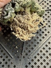 Pelecyphora aselliformis