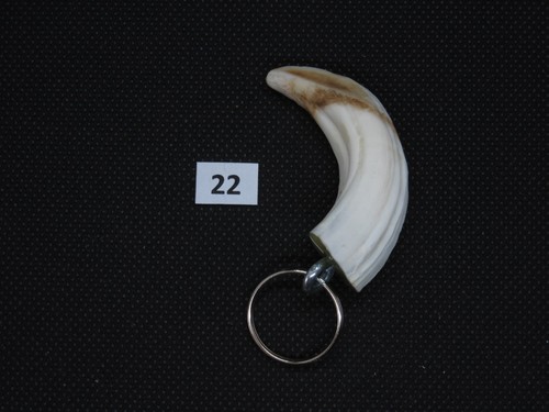 Wild boar tusk - , (no