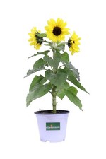 Pianta vera di Girasole Comune
