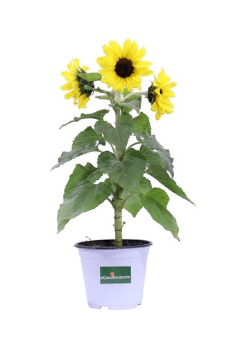 Pianta vera girasole comune - vera, di