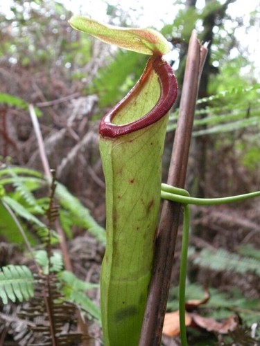 Semi nepenthes mirabilis - 5,