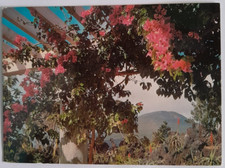 Cartolina d'epoca Bougainvillea al Giardino Botanico di Tokyo 10,2x14cm Non Viag