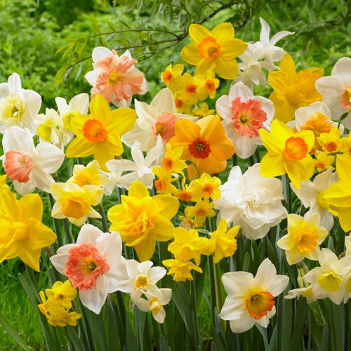 Bulbi fiori perenni esterno - fiori,