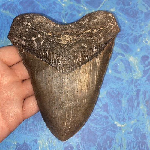 Megalodonte dente squalo - megalodonte,