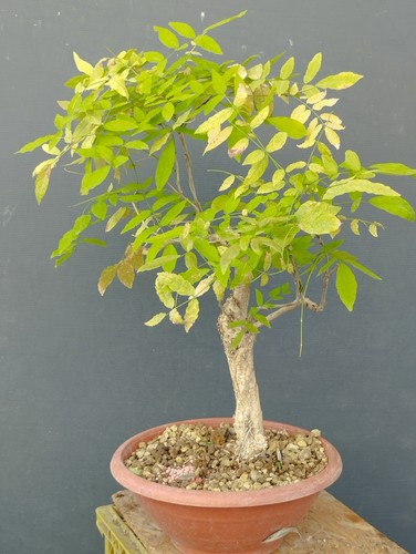 Bonsai glicine 40x30cm in - 40x30cm,