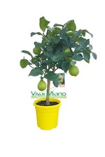 Pianta di Limone CON FRUTTO -