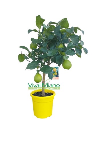 Pianta limone con - di, frutto