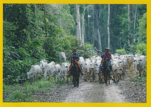Panini national geographic - panini,