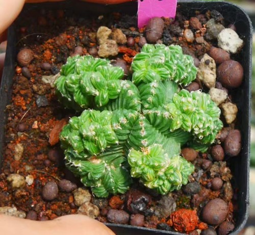 Rara pianta cactus - , azteki