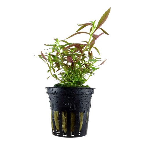 Limnophila hippuridoides - , in