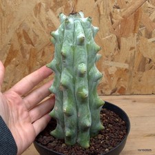 Stenocereus beneckei Vaso 14