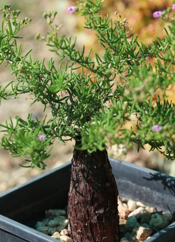 Mestoklema tuberosa pianta - mestoklema,