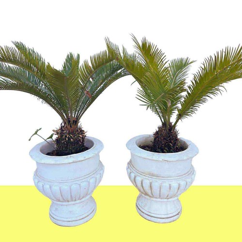 Set vasi classici ideale - set,