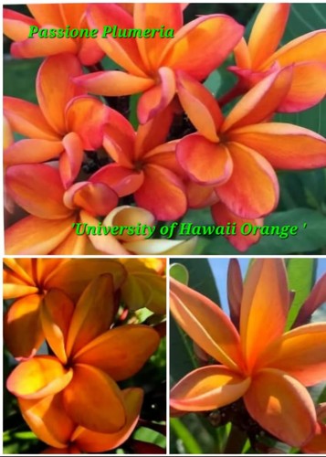 Talea plumeria - di,